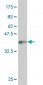 TCEB3 Antibody (monoclonal) (M02)