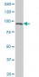 TCEB3 Antibody (monoclonal) (M02)