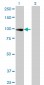 TCEB3 Antibody (monoclonal) (M02)