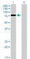 TCF12 Antibody (monoclonal) (M01)
