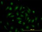 TCF19 Antibody (monoclonal) (M01)