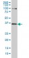 TCF19 Antibody (monoclonal) (M01)