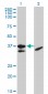 TCF19 Antibody (monoclonal) (M01)