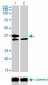 TCF19 Antibody (monoclonal) (M01)