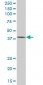 TCF2 Antibody (monoclonal) (M06)