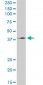 TCF2 Antibody (monoclonal) (M06)