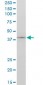 TCF2 Antibody (monoclonal) (M06)