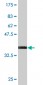 TCF2 Antibody (monoclonal) (M09)