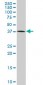 TCF2 Antibody (monoclonal) (M09)