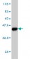TCF3 Antibody (monoclonal) (M01)