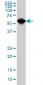 TCF3 Antibody (monoclonal) (M01)