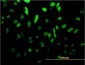 TCF4 Antibody (monoclonal) (M01)