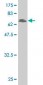 TCF4 Antibody (monoclonal) (M01)