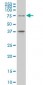 TCF4 Antibody (monoclonal) (M01)