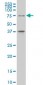 TCF4 Antibody (monoclonal) (M01)