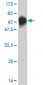 TCF4 Antibody (monoclonal) (M03)