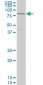 TCF4 Antibody (monoclonal) (M03)