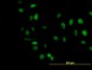 TCF4 Antibody (monoclonal) (M04)