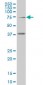 TCF4 Antibody (monoclonal) (M04)