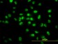 TCF7L2 Antibody (monoclonal) (M03)