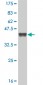 TCF7L2 Antibody (monoclonal) (M03)