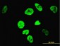 TCF7L2 Antibody (monoclonal) (M05)