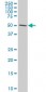 TCF7L2 Antibody (monoclonal) (M05)