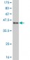 TCF7L2 Antibody (monoclonal) (M06)