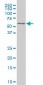 TCF7L2 Antibody (monoclonal) (M06)