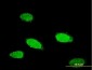 TCFL5 Antibody (monoclonal) (M01)