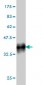 TCFL5 Antibody (monoclonal) (M01)