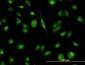 TCP1 Antibody (monoclonal) (M01)