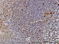 TCP1 Antibody (monoclonal) (M01)