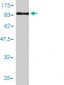 TCP1 Antibody (monoclonal) (M01)