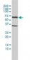 TCP1 Antibody (monoclonal) (M01)