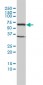 TCP1 Antibody (monoclonal) (M01)