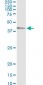 TEAD4 Antibody (monoclonal) (M01)