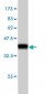 TEAD4 Antibody (monoclonal) (M01)