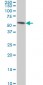 TEAD4 Antibody (monoclonal) (M01)