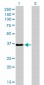 TEAD4 Antibody (monoclonal) (M01)