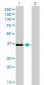 TEAD4 Antibody (monoclonal) (M01)