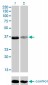 TEAD4 Antibody (monoclonal) (M01)