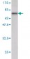 TEAD4 Antibody (monoclonal) (M12)