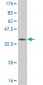 TEK Antibody (monoclonal) (M02)