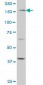 TEK Antibody (monoclonal) (M02)