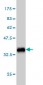 TEK Antibody (monoclonal) (M06)
