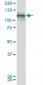 TEK Antibody (monoclonal) (M06)