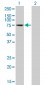 TESK2 Antibody (monoclonal) (M01)