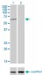 TESK2 Antibody (monoclonal) (M01)