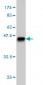 TESK2 Antibody (monoclonal) (M02)